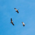 Three flying grey cranes against the blue sky