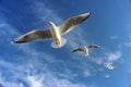 Three Flying Seagulls In The Air Royalty Free Stock Photo