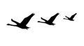 Three Flying Swan Silhouettes Royalty Free Stock Photo