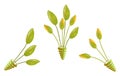 Three foliage collections combing lime green leaves and yellow flower buds, rendered artistically