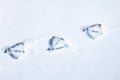 Three footprints from duck paws on the snow close-up