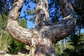 Three forked monument pine tree. Big and oldest pine