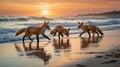 Fox Family\'s Coastal Adventure: Three Foxes Play on the Beach at Sunset Royalty Free Stock Photo