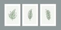 Three frame of fir pine leaf set. Minimalist wall art decor with pastel green, brown Royalty Free Stock Photo