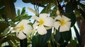 three frangipani flowers are blooming in the morning,and leaves as a background Royalty Free Stock Photo