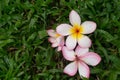 three frangipani flowers on green grass Royalty Free Stock Photo