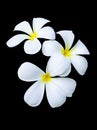 Three frangipani flowers Royalty Free Stock Photo