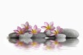 three frangipani flowers on pebbles in water with reflection Royalty Free Stock Photo