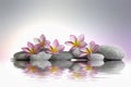 three frangipani flowers on pebbles in water with reflection Royalty Free Stock Photo
