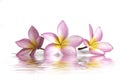 three frangipani flowers in the water, reflection on a white background Royalty Free Stock Photo