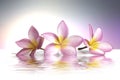 three frangipani flowers in the water, reflection on a white background Royalty Free Stock Photo