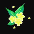 Three frangipani flowers witn leaves on black background. Royalty Free Stock Photo