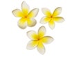 Three frangipanis Royalty Free Stock Photo