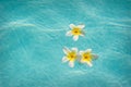 Three frangipanis Floating on Swimming Pool