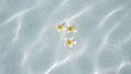 Three frangipanis Floating on Swimming Pool