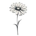 Monochrome Daisy Sketch On White Background