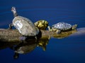 Three free Florida water turtles sunning. Royalty Free Stock Photo