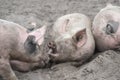 Three free range pig lying in the sand enjoying themselves Royalty Free Stock Photo