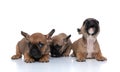 Three french bulldog dogs barking at the camera Royalty Free Stock Photo