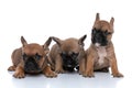 Three french bulldog dogs giving a cool wink Royalty Free Stock Photo