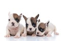 Three french bulldog dogs lying down together Royalty Free Stock Photo