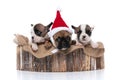 Three french bulldog dogs sleeping, wearing a christmas hat