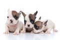 Three french bulldog dogs sniffing something to a side