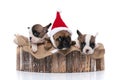 Three french bulldog dogs standing in a wooden shelter