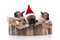 Three french bulldog dogs wearing a christmas hat