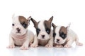 Three french bulldog dogs with white and fawn furs Royalty Free Stock Photo