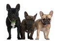 Three French bulldogs, 8 months, 23 months Royalty Free Stock Photo
