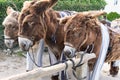 Three french donkey in ile de Re in french country for tourist family