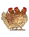 3 french hens ready to sing the 12 days of Christmas