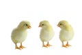 Three French Splash Copper Maran Chicks Isolated over a White Background Royalty Free Stock Photo