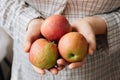 Three fresh apples in a woman hands. Royalty Free Stock Photo