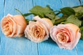 Three fresh beige roses on a blue wooden background Royalty Free Stock Photo