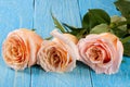 Three fresh beige roses on a blue wooden background Royalty Free Stock Photo