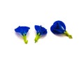 Three fresh butterfly pea or Asian pigeonwings, Clitoria ternatea flower isolated on white Royalty Free Stock Photo