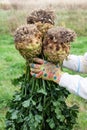 three fresh celery roots in the hands of a farmer on a field background