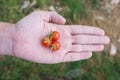 Three of fresh cherry tomatoes on hand Royalty Free Stock Photo
