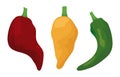 Three fresh chili peppers in red, yellow and green colors, Vector illustration