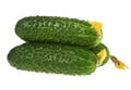 Three fresh cucumbers isolated on white background, close-up Royalty Free Stock Photo