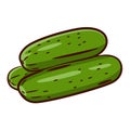 Three fresh cucumbers lying on top of each other. Royalty Free Stock Photo