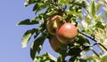 Three fresh elstart apples Royalty Free Stock Photo