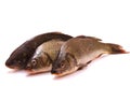 Three fresh fish carp Royalty Free Stock Photo