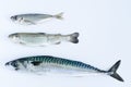Three fresh fish on white background. Top view. Flat lay. Royalty Free Stock Photo