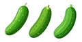 Three Fresh Green Cucumbers vector on white background Royalty Free Stock Photo