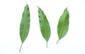 Three Fresh green mango leaves,leaf isolate on white background. Concept of the botany and natural characteristics of mango lea Royalty Free Stock Photo