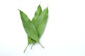 Three  Fresh green mango leaves,leaf isolate on white background. Concept of the botany and natural characteristics of mango leave Royalty Free Stock Photo