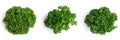 Three fresh green parsley bunches on white background, top view Royalty Free Stock Photo